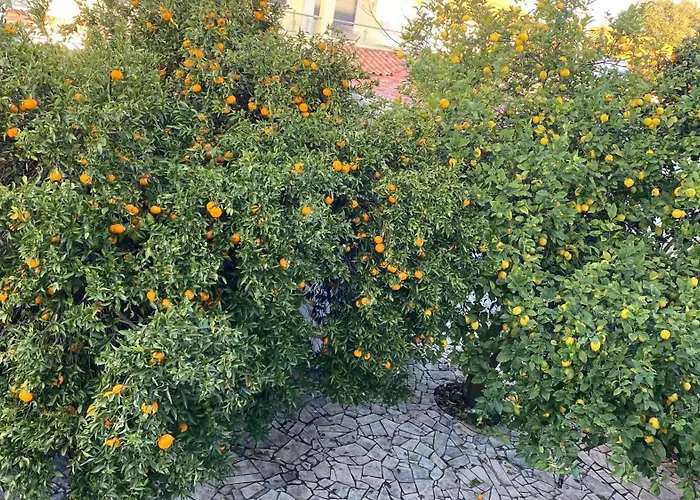 Homestay The Lemon Tree House Quinta do Conde